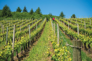 CHRISTOM VINEYARDS  Oregón