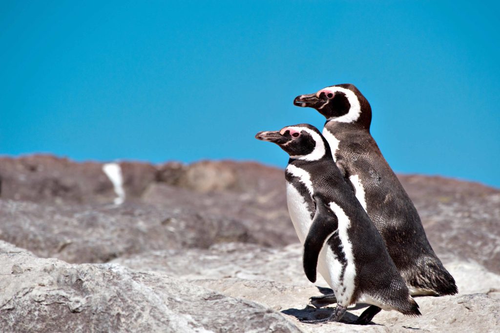 pinguinos