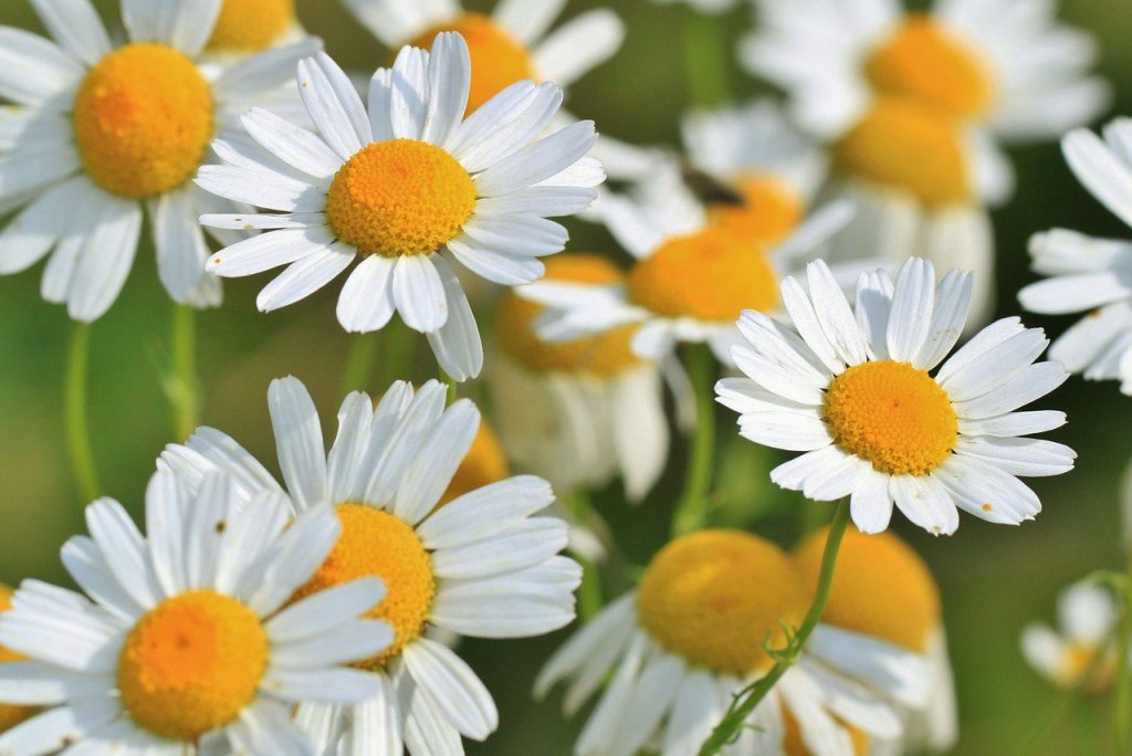 flores