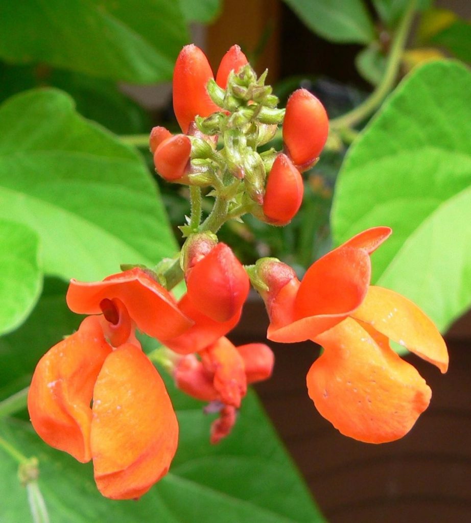 flores