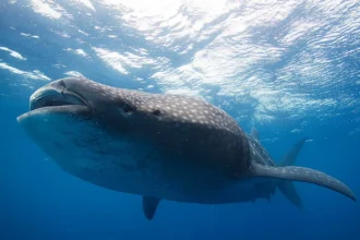 Tiburón ballena: el pez más grande del océano