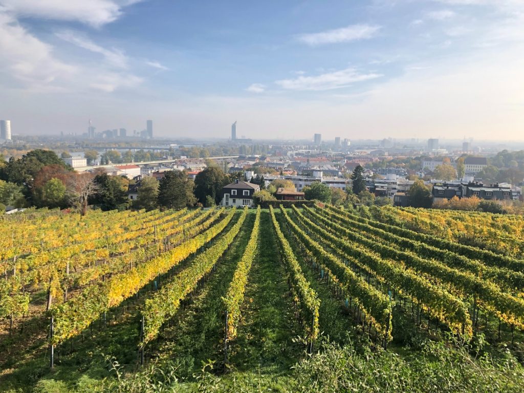 Paisaje vinícola de Austria