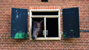 Caballo en Frisia, Países Bajos