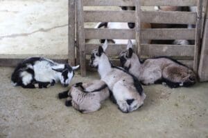 cabras