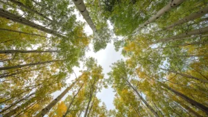 Coconino National Forest, Arizona.