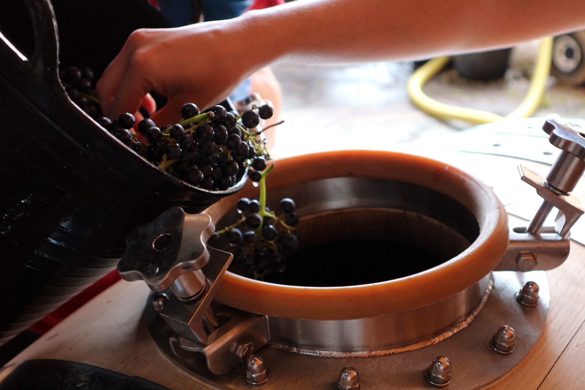 Elaboración de vino