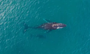 Avistamiento de ballenas, una de las experiencias en Los Cabos