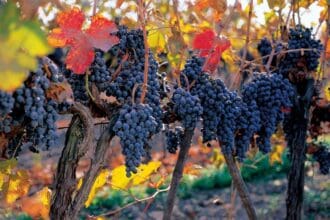 Vinos de Concha y Toro, joyas americanas