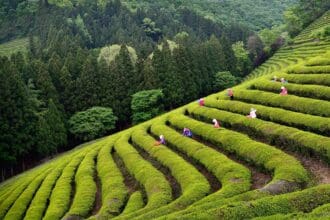 Corea: el secreto mejor guardado del té asiático