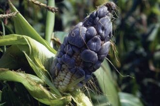 Huitlacoche, manjar solo para paladares mexicanos