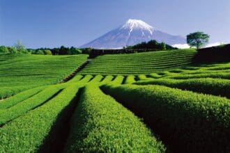 De Japón… ¡Sencha!