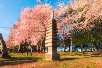 Disfruta de la primavera con estas actividades en Washington D.C