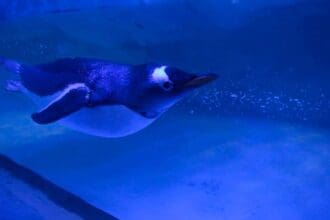 8 imperdibles del Acuario Inbursa