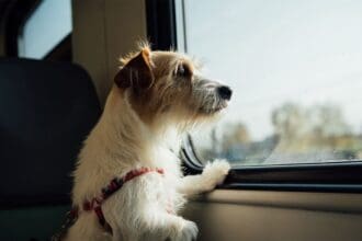 3 agencias de viajes dog friendly en México