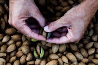 Almendra: fruto ancestral  