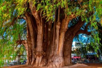 Los árboles más sorprendentes del mundo