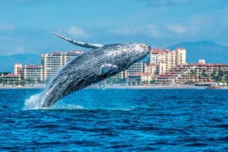 Todo lo que debes saber sobre el avistamiento de ballenas