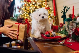 Platillos navideños para mascotas
