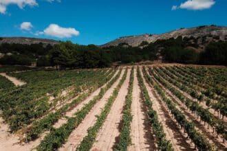 The Best of Ribera del Duero: 75 vinos, 5 sentidos y una gran experiencia 