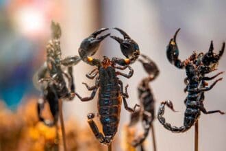 8 insectos que no sabías que puedes comer