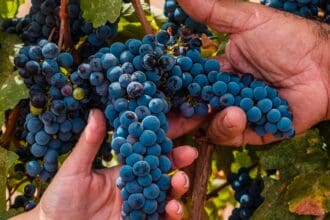 Bodegas de Santo Tomás: 135 años de hacer historia vinícola