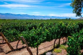 Bodega Colomé, los viñedos más altos del mundo