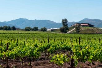 15 instantes en el Valle de Guadalupe