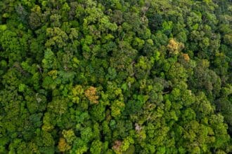 Escucha a qué suenan los bosques del planeta en Fragments of Extinction