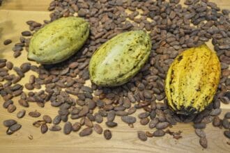 Paccari: chocolate orgánico hecho por indígenas latinoamericanos
