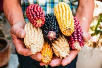 Los retos del campo mexicano ante la pandemia por Covid-19