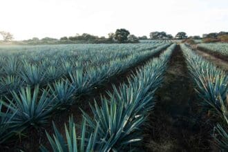 Casa San Matías: 135 años de hacer tequila con el corazón