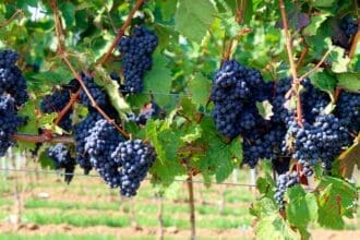 3 etiquetas que debes probar de Casillero del Diablo