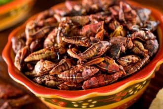 ChapiMX: deliciosa carne de chapulín a tu alcance