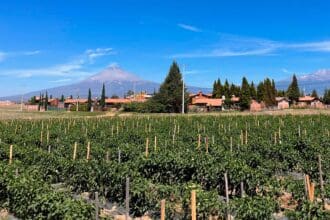 Tras bambalinas del chile en nogada: conoce a sus productores e ingredientes