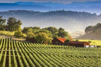 Conoce los mejores vinos de California