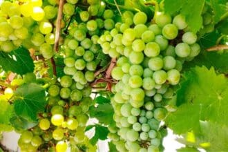 Congreso Mundial de la Viña y del Vino: epicentro de los expertos en vino