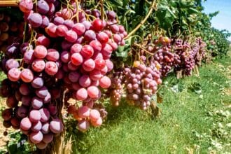 5 Puntos clave del 43º Congreso Mundial de la Viña y del Vino