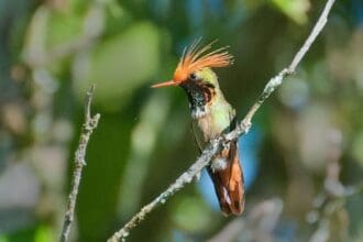 Especies animales mexicanas en peligro de extinción