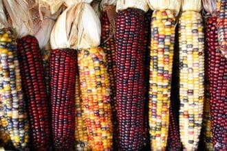 El Colectivo Mexicano de Cocina dice «no» a la siembra de maíz transgénico