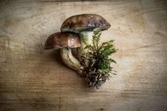 Cubo: experiencias gastro-endémicas del bosque a tu mesa