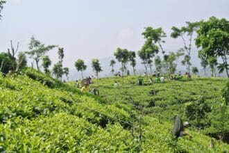 Sri Lanka y sus tés