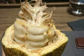 La ruta del cacao con Estudio Millesime