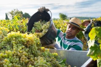 Anota la fecha: anuncian creación del Día del Vino Mexicano