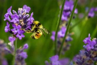 Día Mundial de las Abejas: ¡sé apicultor por unas horas!