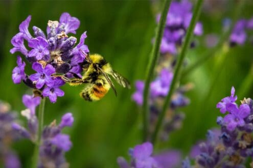 Día Mundial de las Abejas: ¡sé apicultor por unas horas!