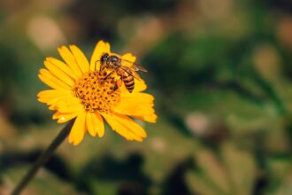 Celebra el Día Mundial de las Abejas en el apiario de Sofitel