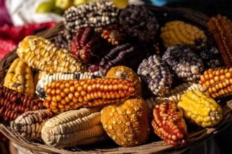 Maíz nativo: un pilar en la alimentación de México