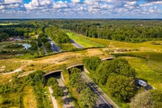 Ecoductos: caminos seguros para animales