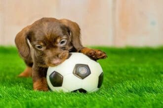El primer estadio pet friendly del mundo está en México