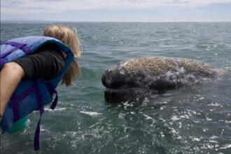Ballenas a la vista